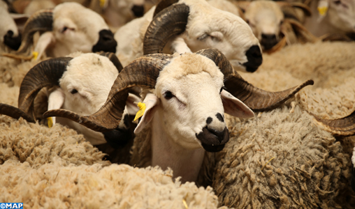Souks de bétail de Settat: Les éleveurs du Serdi face aux impacts du coronavirus