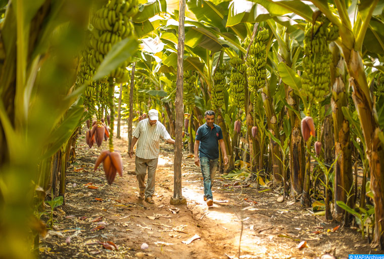 campagne agricole