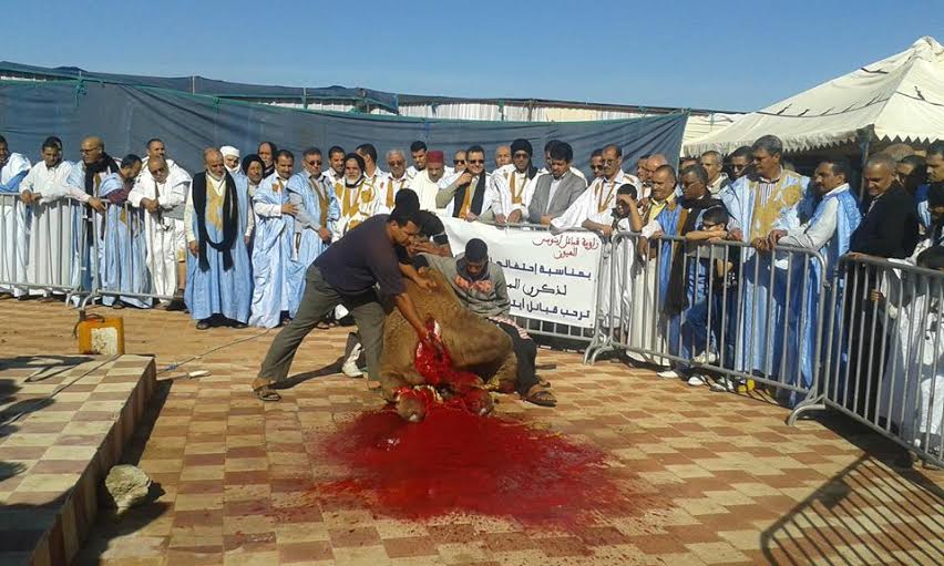 بالفيديو..هذا هو الجراح الذي ذبحت قبيلة صحراوية النحائر احتفالا بإنقاذه ابنتها