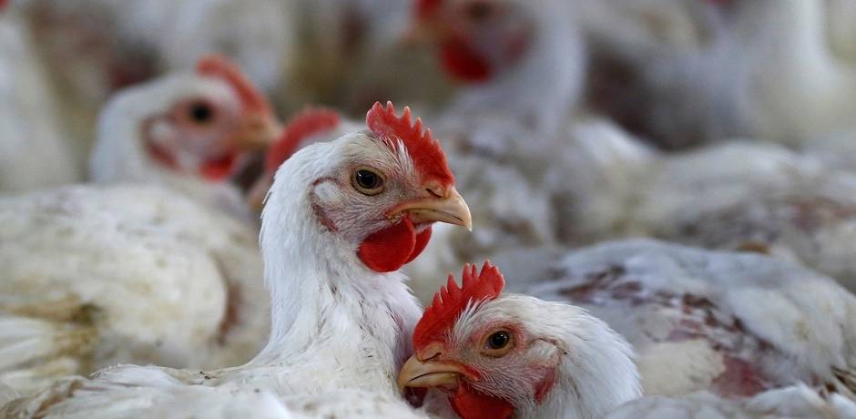 بلاغ توضحي حول ما راج عن نفوق الدجاج بسبب “الشركي”