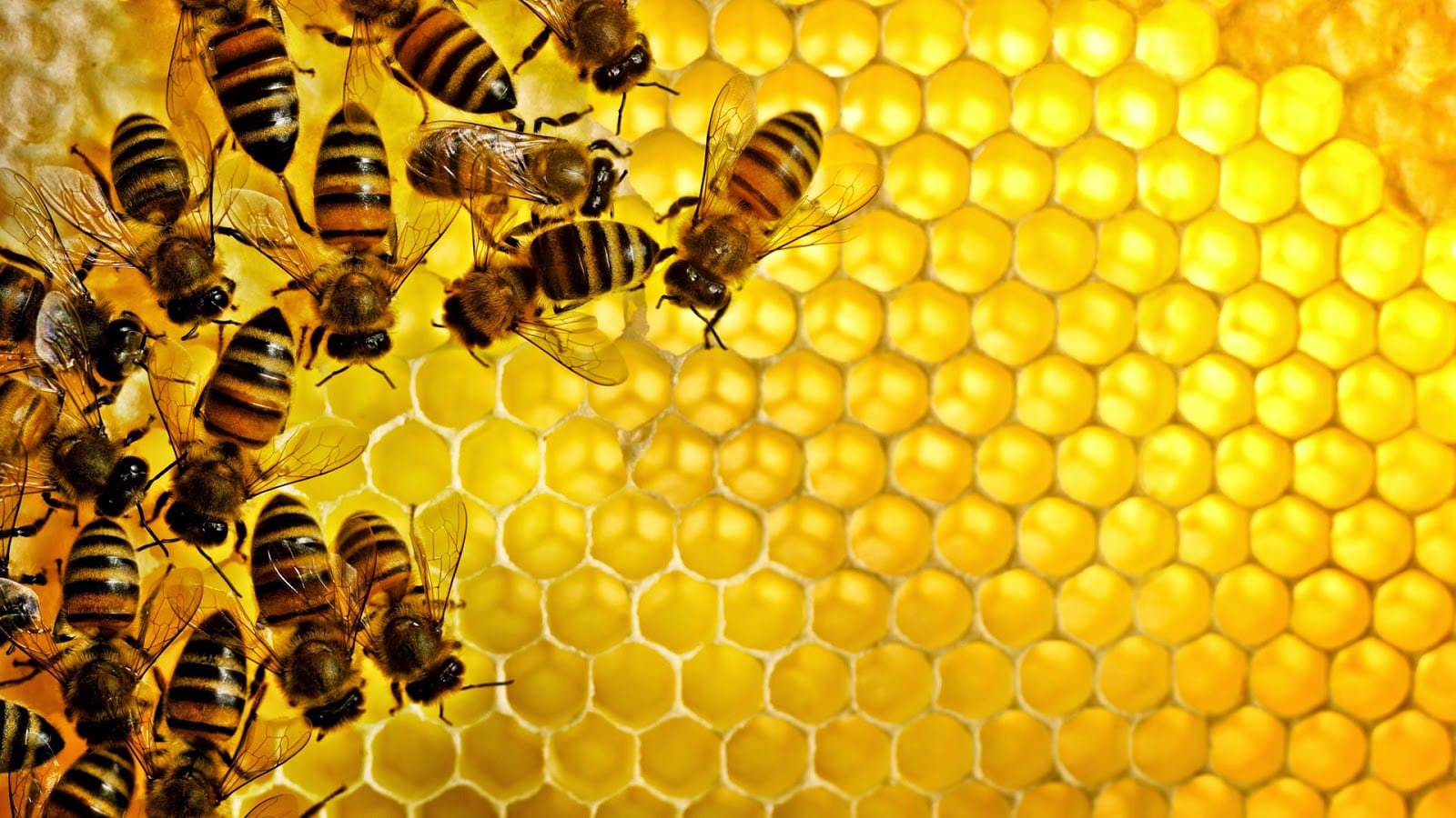 النامسا…الحبس والغرامة للبستاني قتل اعداد كبيرة من النحل