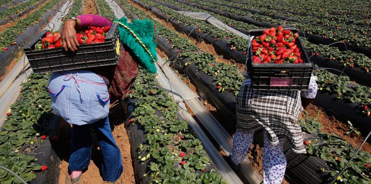 مغربيات الفراولة…اسبانيا تعلن أن عدد “الحاركَات” وصل إلى 4000 عاملة