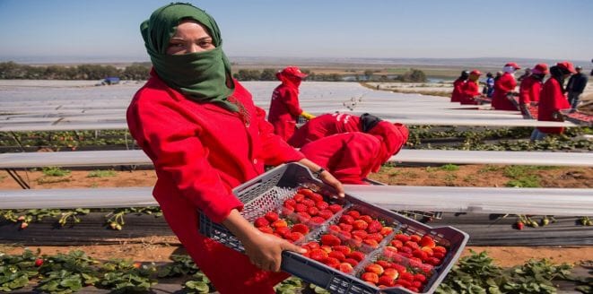 العاملات الموسميات في إسبانيا.. جمعيات نسائية تدعو إلى تعزيز حقوقهنّ وحمايتها