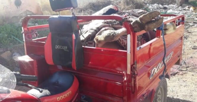 فاس. اعتقال شقيقين متلبّسين بنقل بقرة مذبوحة في “تريپورتور”