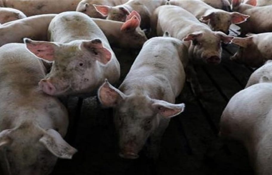 الصين…هلع من حمى الخنازير الإفريقية