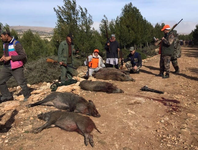 خنزير بري. مغاربة وفرنسيون يصيدون “الحلّوف” في غابات خنيفرة