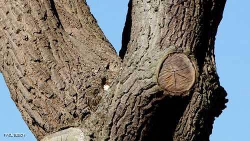 مصوّر يتحدى أصحاب العيون الثاقبة لرؤية طائر البوم في الصورة