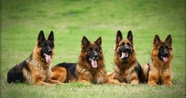 علماء: الكلاب أصبحت خطرا جديا يهدد الحياة البرية