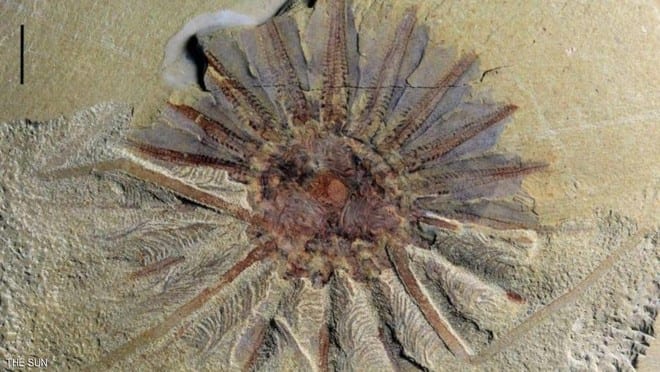 اكتشاف “وحش بحري” يزيد عمره عن 250 مليون عام