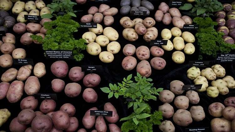 دراسة…البطاطا تخفض مستوى الغلوكوز في الدم