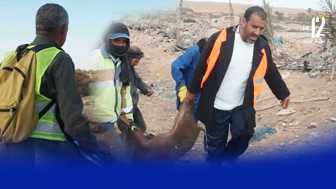 الخنزير داير روينة.. حملة احاشة الخنزير البري بطانطان ( فيديو )