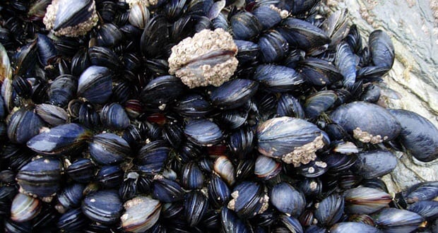 الداخلة. منع جمع وتسويق المحار في بسبب مواد بيولوجية سامة