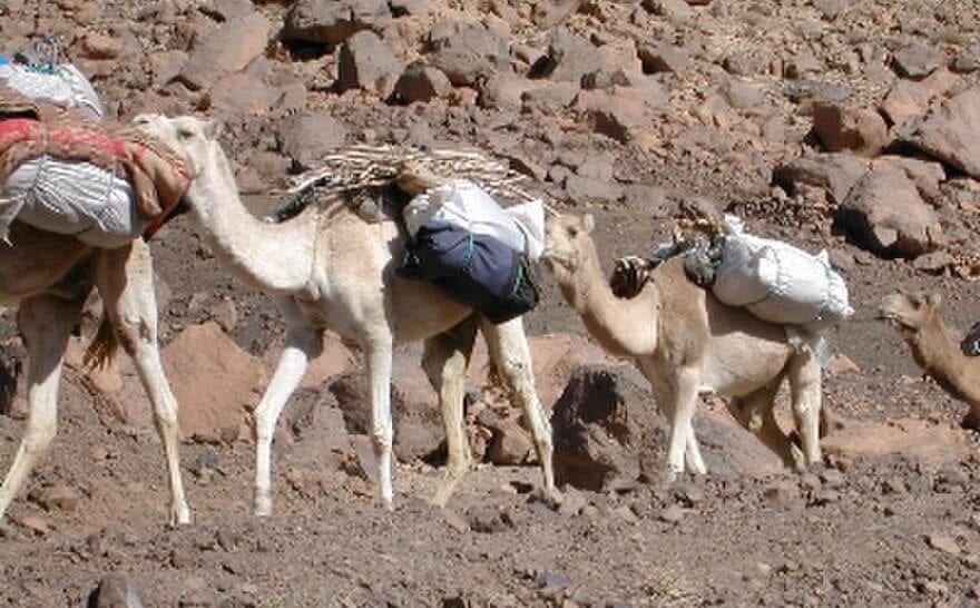زاكورة. ضبط إبل محمّلة بأزيد من طن من الحشيش