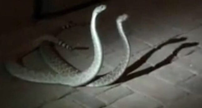 أكادير إداوتنان. ثعبانان يهاجمان تلاميذ في الفصل “الدراسي”