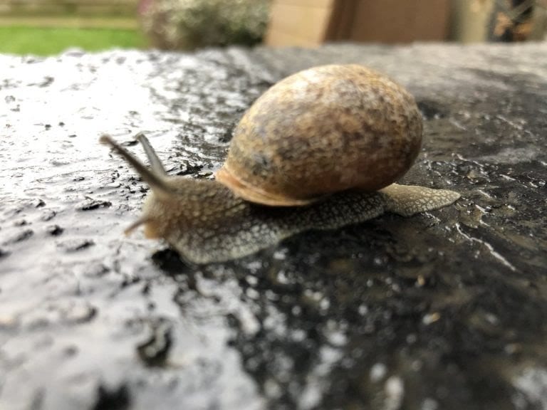 دراسة: إفرازات الحلزون تقفل الجروح وتزيل الندوب