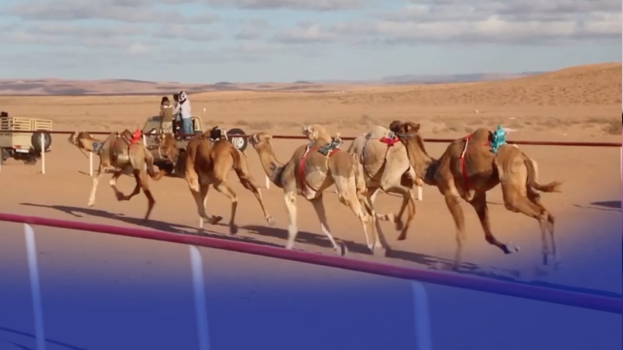 بالفيديو. سباق الهجن بحلبة الشيخ زايد بطانطان.. سباق من نوع اخر