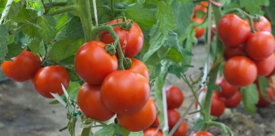 هكذا يساعد تناول الطماطم على خفض خطر تطور سرطان الجلد