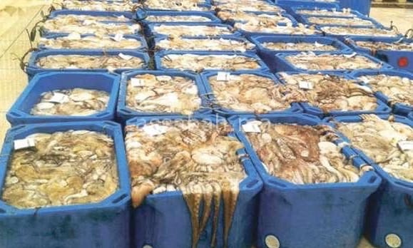 الداخلة. حجز نصف طن من الأخطبوط في فترة الراحة البيولوجية