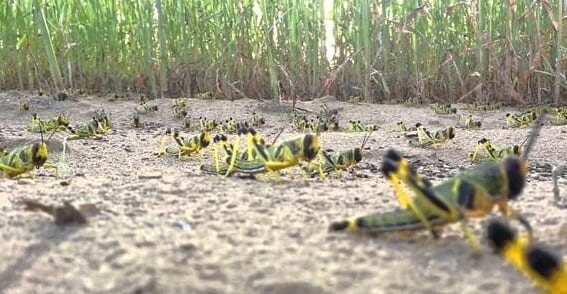 شيشاوة. “الجراد” يستنفر وزارة الداخلية