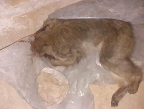 خمس رصاصات لقتل قرد “هائج” هاجم مواطنين في الحاجب