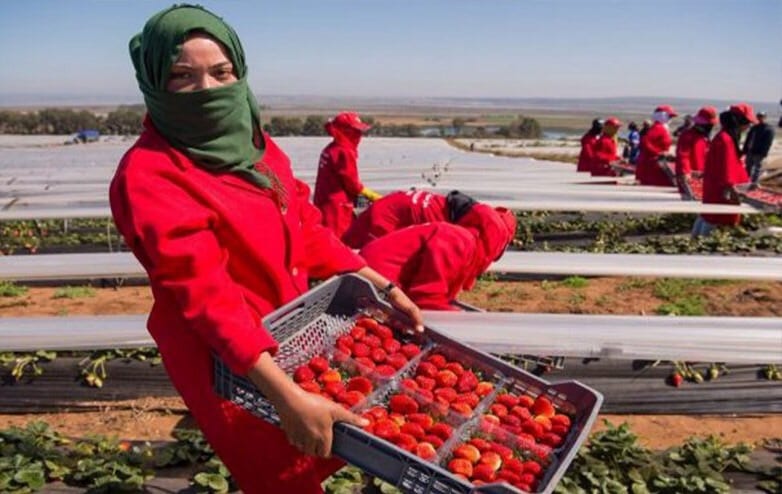 إسبانيا ترغم عاملات الفراولة المغربيات على إفطار رمضان