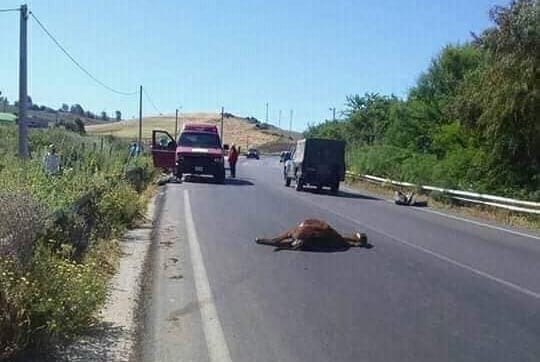 حمار” يتسبب في مصرع أم وطفلها في حادث مروع