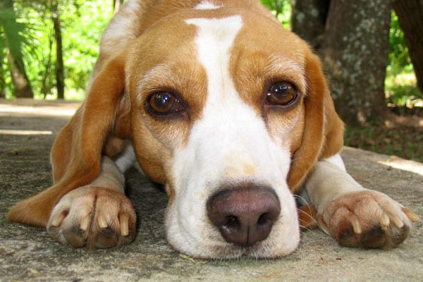 وأخيرا دراسة تفسّر نظرة الكلاب “التي لا تقاوم”