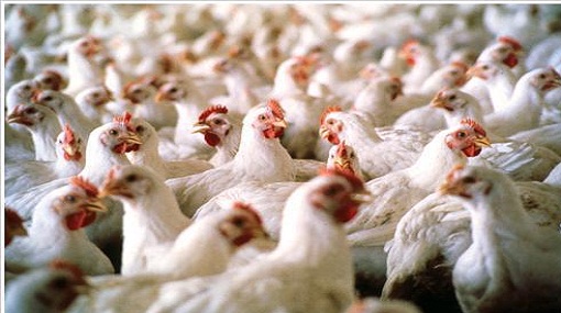 دراسة..اللحوم البيضاء ترفع نسبة الكولسترول بالدم