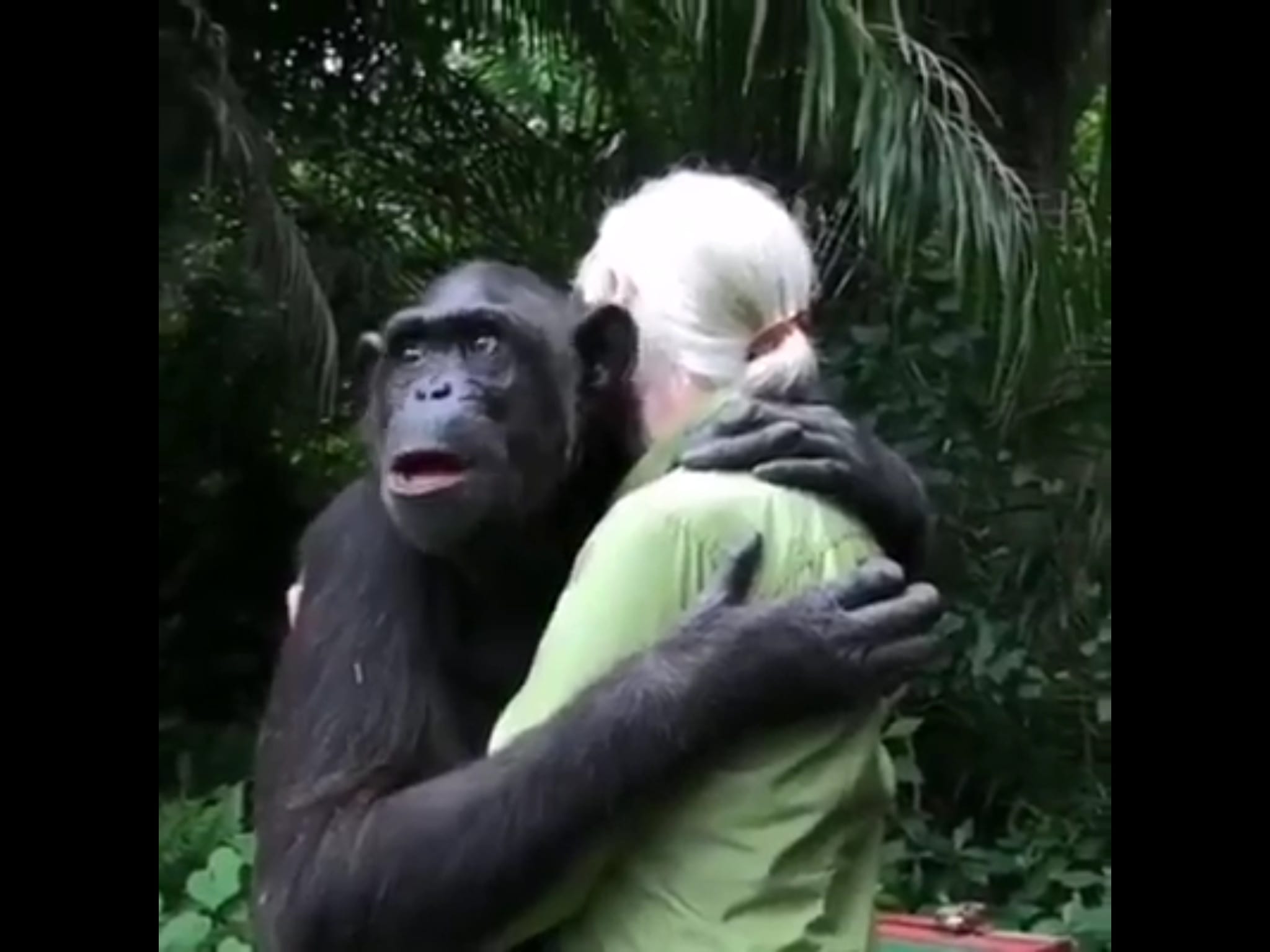 فيديو. شاهد ردة فعل شمبانزي تجاه منقذته بعد إرجاعه إلى موطنه