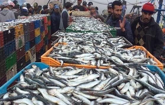 حجم المنتجات البحرية في المغرب إلى ارتفاع