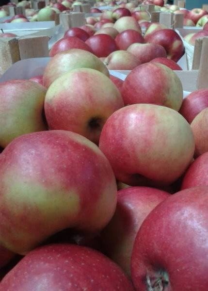 المغرب يعزّز موقعه كأول مصدر للفواكه والخضر إلى إسبانيا