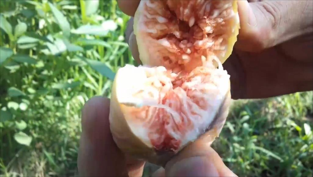 كيف نحصل على فيتامين “ك”؟