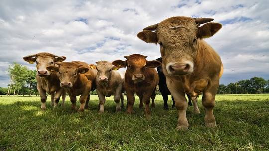 خبراء يحذرون من تفشي وباء جنون البقر من جديد!