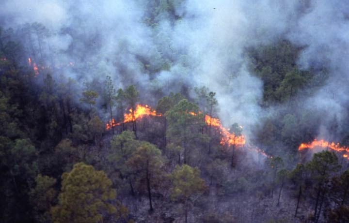 وجدة. النيران “تلتهم” مساحة واسعة من غابة على الشريط الحدودي