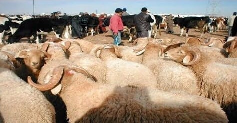 أضاحي العيد. “أونسا” يضبط حالات لاستعمال فضلات الدجاج في “التسمين”