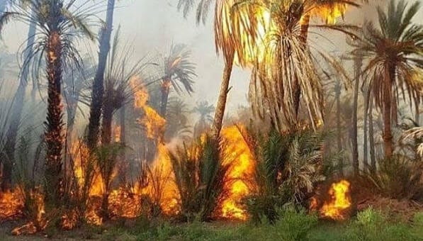 الراشيدية. حريق مهول يأتي على هكتارات من الأشجار