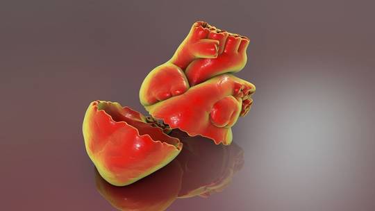 علماء على بعد خطوات من علاج “القلب المكسور”!