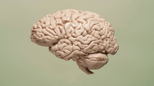 علماء يحققون إنجازا كبيرا في علاج شيخوخة الدماغ