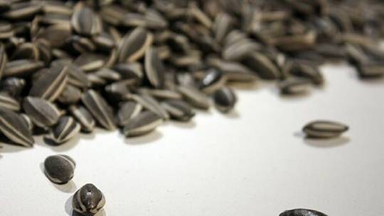 طبيب روسي.. لا علاقة لبذور عباد الشمس بهذا المرض الخطير