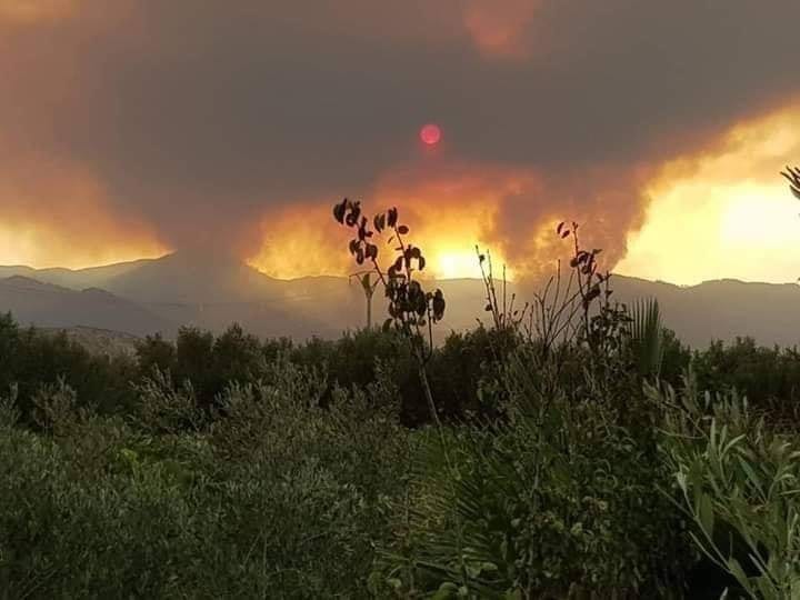 بالصور. نيران مهولة تأتي على مساحة واسعة من غابات ضواحي الدريوش