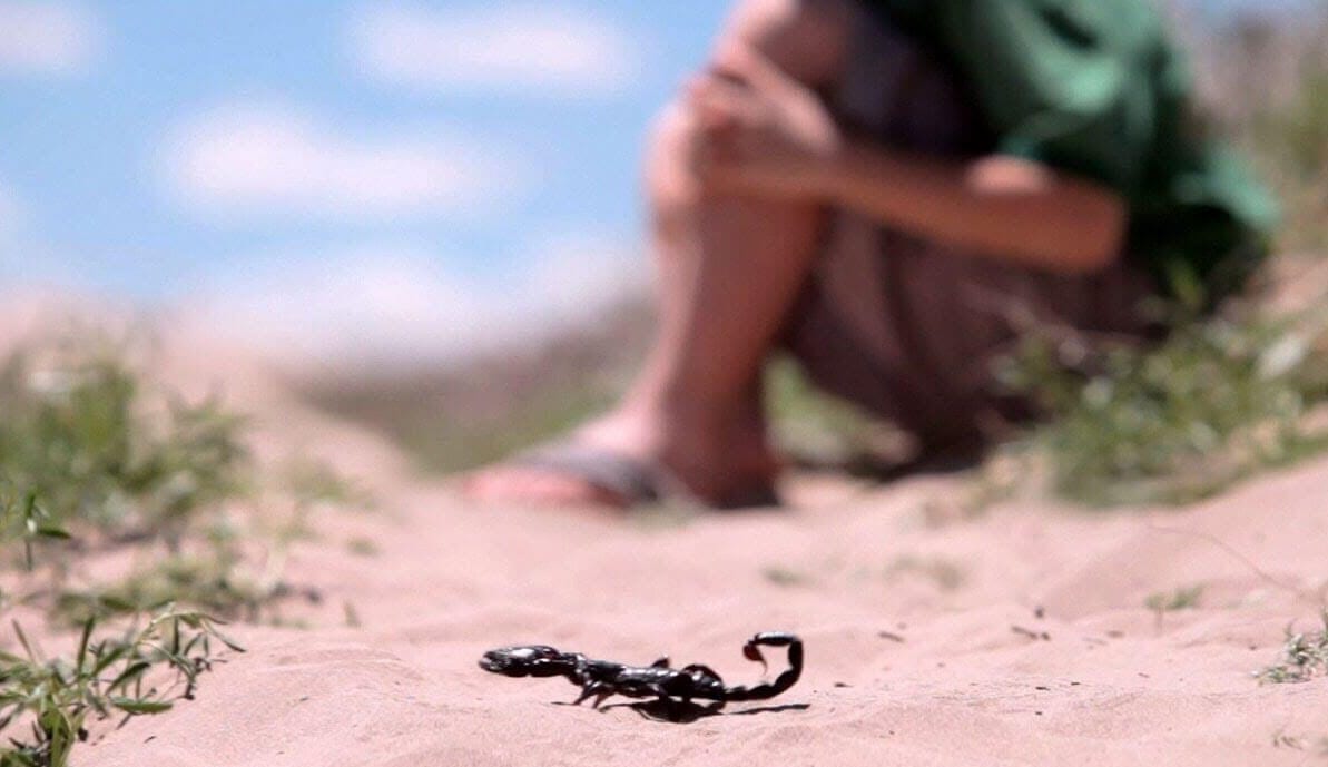 وزان. عقرب تنهي حياة طفل. والإنعاش “خارج التغطية”