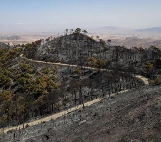 درك الدريوش يوقف ثلاثة مهاجرين للاشتباه تورطهم في احتراق غابة تافرسيت