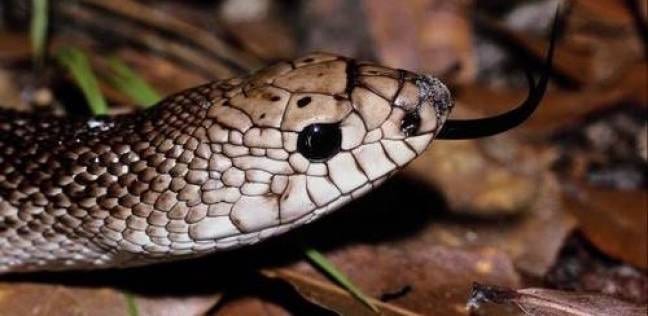 تازة. لدغة أفعى تقتل أمّا لأربعة أطفال. والسكان متذمرون