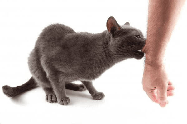 قطة مغربية تتسبب في مصرع بريطاني متأثرا بمضاعفات داء الكلَب