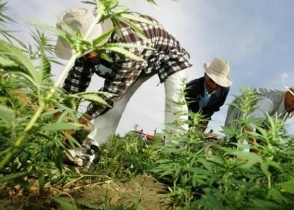 مُرّ الكلام.. “العشبة” مصدر “رزق” مليون مغربي!