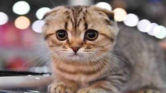 استنساخ أول قطة في الصين للأغراض التجارية