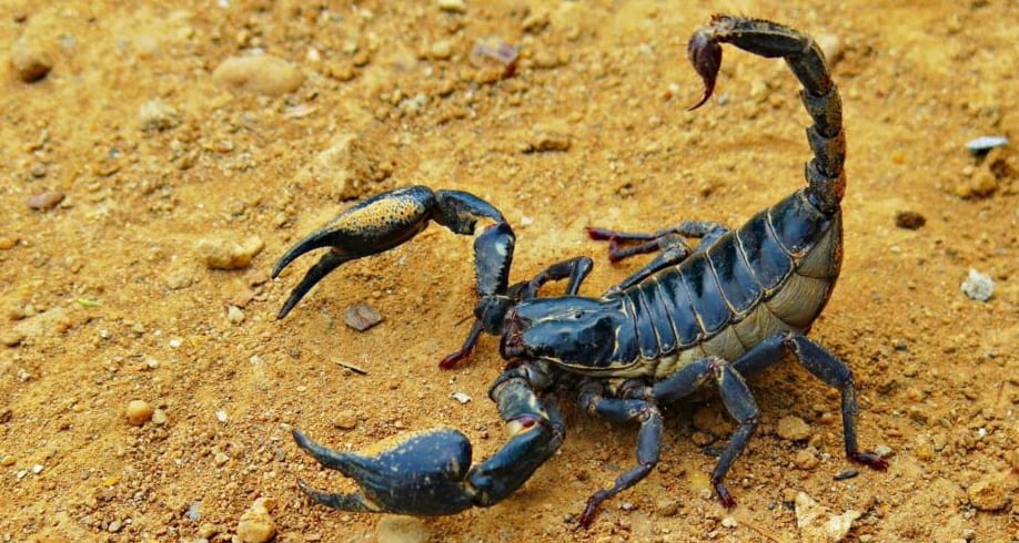 تطوان. أستاذ حديث التعيين إلى الإنعاش بعد لسعة عقرب