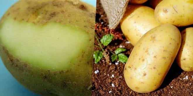 لهذا السبب.. لا تأكلوا البطاطس خضراء اللون