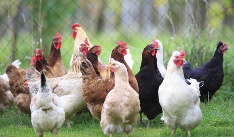 بحضور أمريكيين..«FISA » توقع مذكرة تنفيذ برنامج بميزانية 9 ملايين درهم