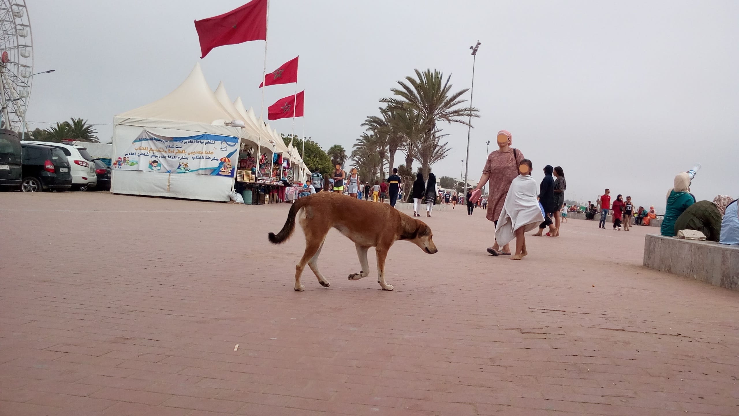 عيش نهار تسمع خبار. 2 مليون كلب ضال بالمغرب..وبريطانيون عالجوا 100  